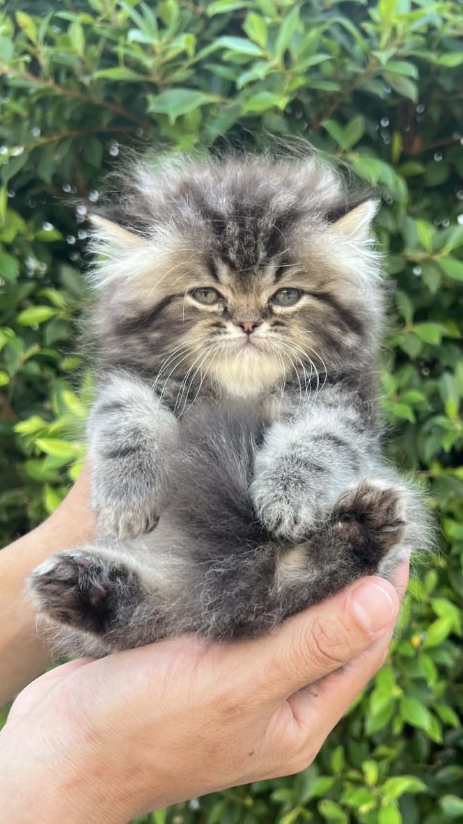 ฟาร์มแมวสมุย🏡🤍