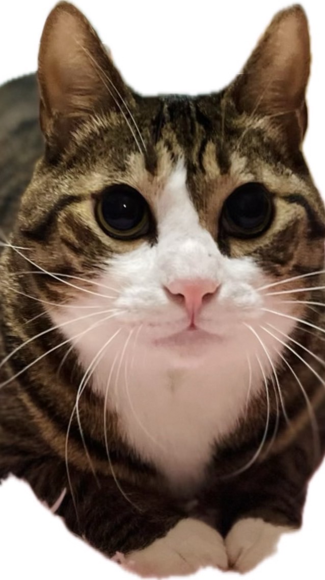 ドS猫球太の集まり