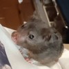 雑談部屋