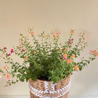 （竹北）花&蔬菜團購