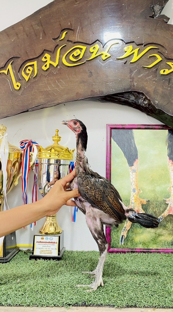 เพชรไก่ชน