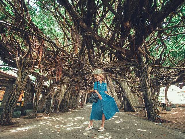 ▲澎湖通梁古榕。(圖/IG ＠mimosa_jhao)