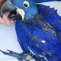 鸚鵡世界鳥友交流平台