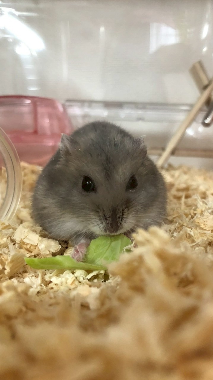 【女子限定】小4〜高３まで！雑談・ハムスターのことについて話そ！🐹