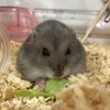 【女子限定】小4〜高３まで！雑談・ハムスターのことについて話そ！🐹
