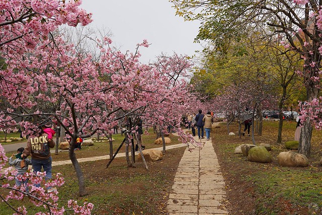 后里崴立機電櫻花公園