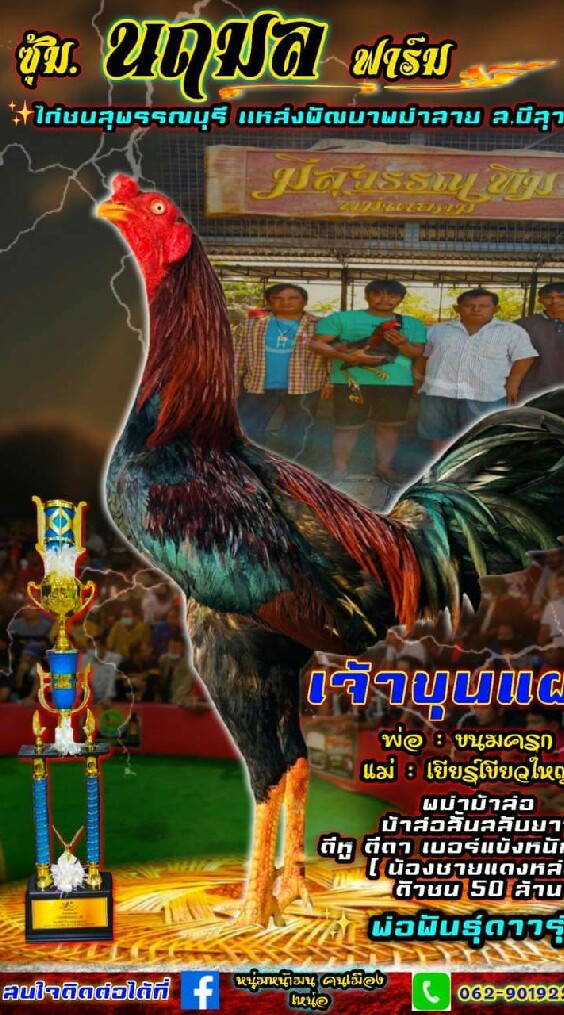 นฤมลฟาร์มไก่ชนสายส.มีสุวรรณ100%