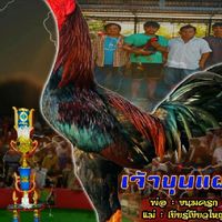 นฤมลฟาร์มไก่ชนสายส.มีสุวรรณ100%