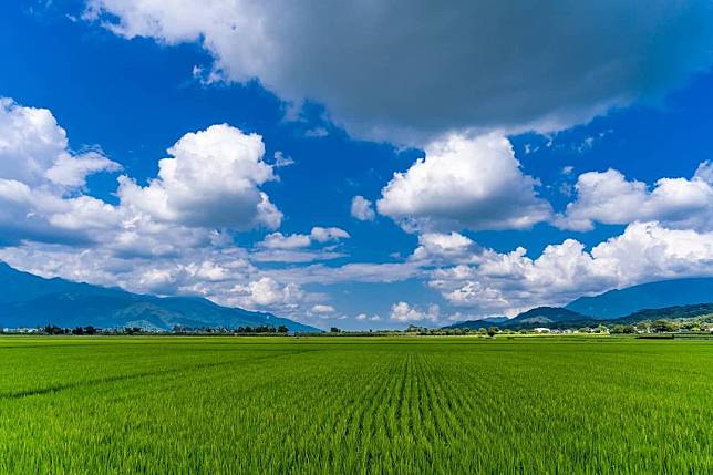 ▲台東池上稻田。（圖/IG paul1001_1001）