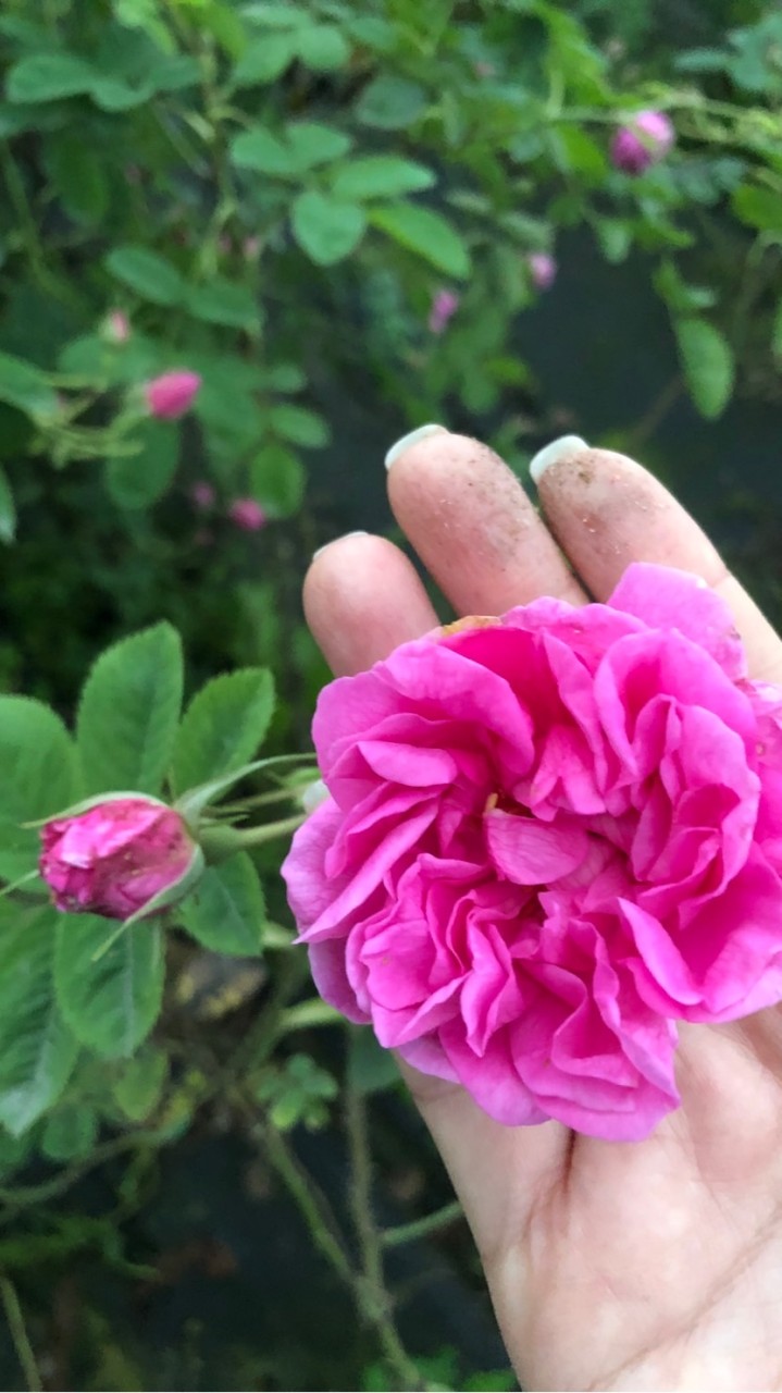 芳療人共學會