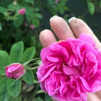 芳療人共學會