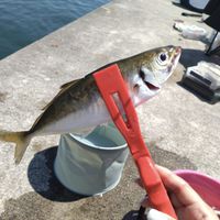 栃木県 堤防海釣り仲間