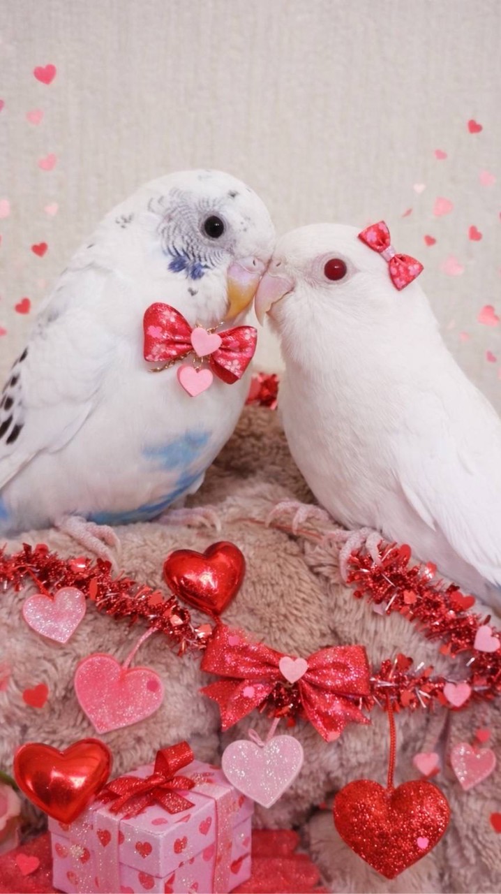 インコ大好き🐤