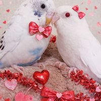 インコ大好き🐤