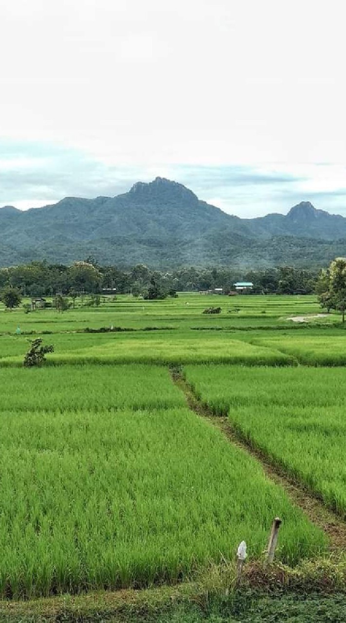 wirawut Farm