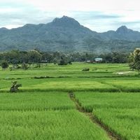 wirawut Farm
