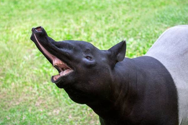 11 Fakta Unik Tapir Pernahkah Kamu Melihat Hewan Ini Secara Langsung