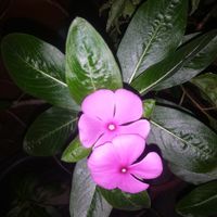 混沌13部族(儒道法墨)§鳳喬派商愛教（）亮寰門_*執恆功_李鄒公姓曆法。