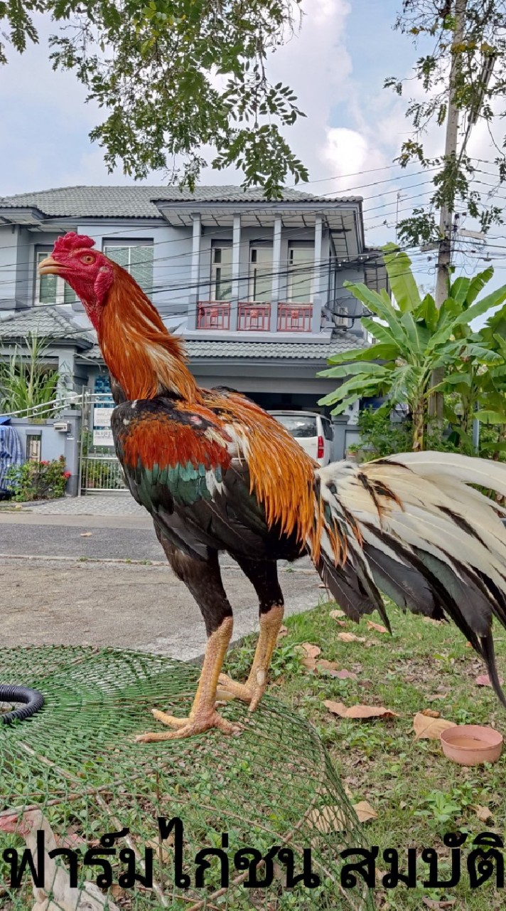 ฟาร์มไก่ชน สมบัติปทุม