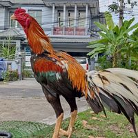 ฟาร์มไก่ชน สมบัติปทุม