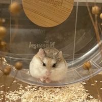【新竹】 毛多多倉鼠樂園