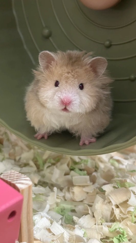 Hamster Accessories อุปกรณ์ของใช้แฮมสเตอร์