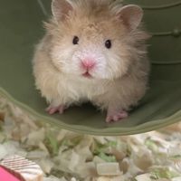 Hamster Accessories อุปกรณ์ของใช้แฮมสเตอร์