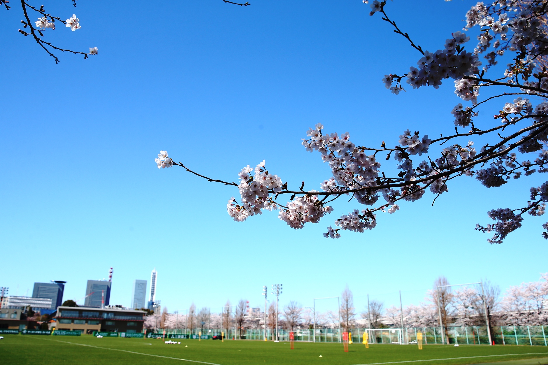 大原サッカー場の桜の秘密 阿部勇樹と水上裕文スタッフが語る桜ストーリー 前編