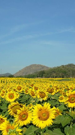 ทัวร์เขาใหญ่