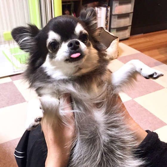 犬が人をペロペロしたがる3つの理由 可愛い画像もご紹介