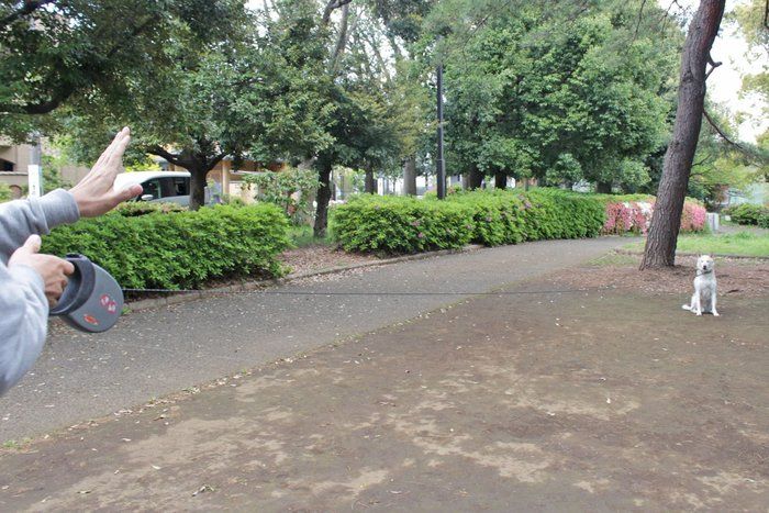 犬の散歩で安易に 伸びるリード を使うと危険が 本当の使い方とは