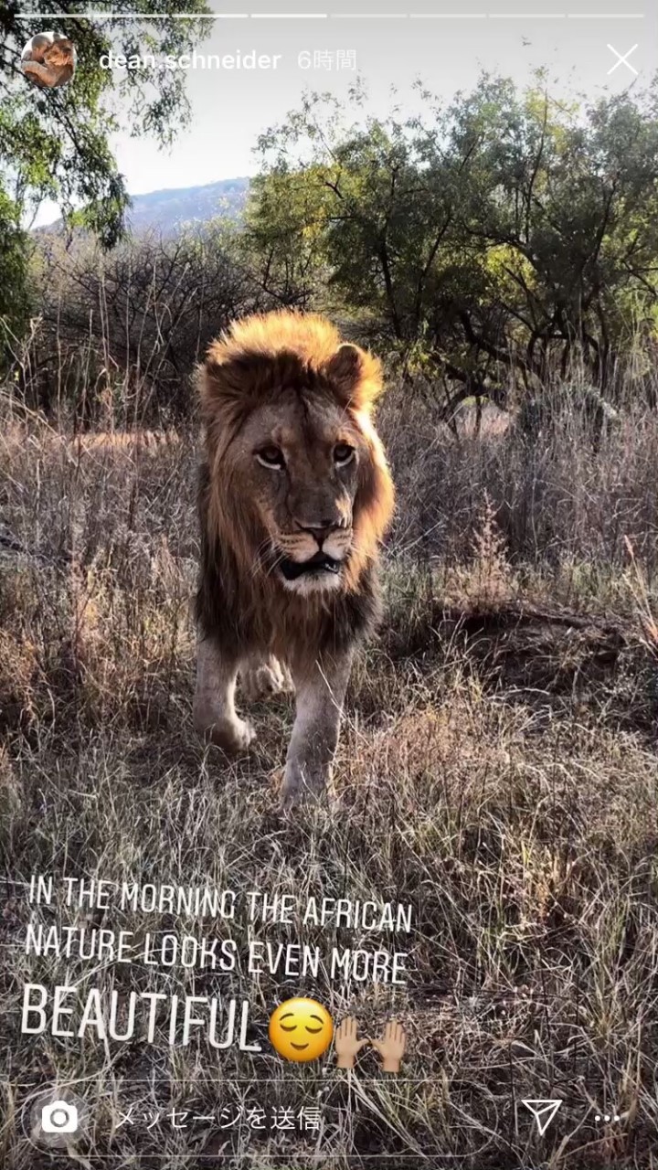 ライオン好き集まれ🦁