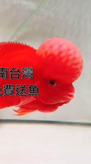 台灣花羅漢傳奇