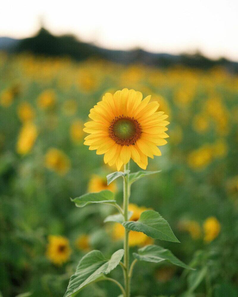 全台向日葵懶人包｜杉林花海