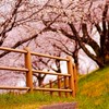 写真好きのオプ（少人数)