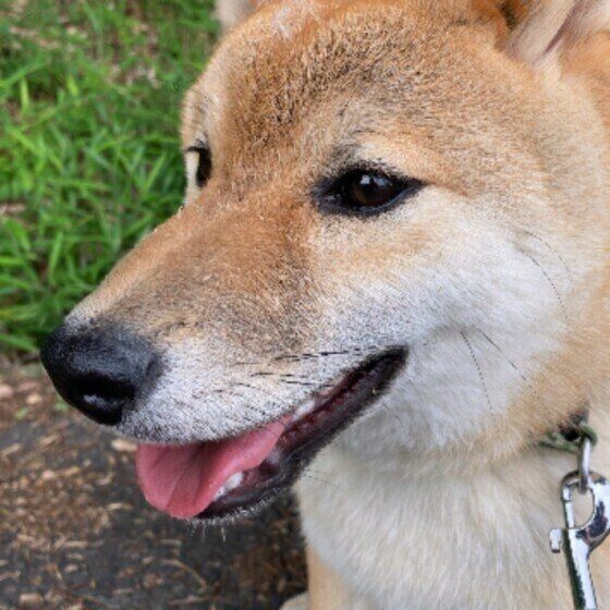 好き 嫌いな音ランキング 知ってストレスフリーな生活を