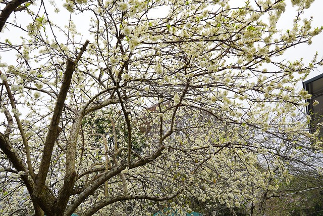 2022草坪頭櫻花季
