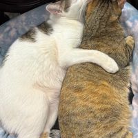 🐱