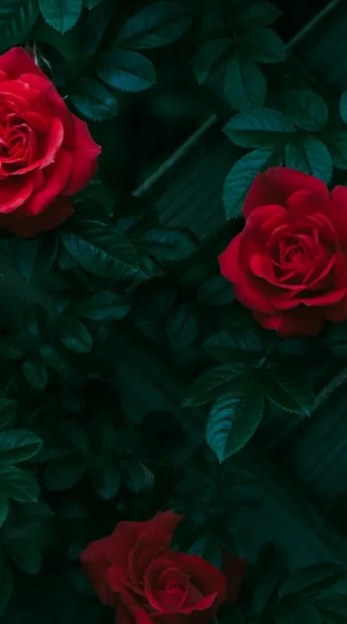 ブラスタ×あんスタ____ 也🥀𓂃𓈒𓏸︎︎︎︎のオープンチャット