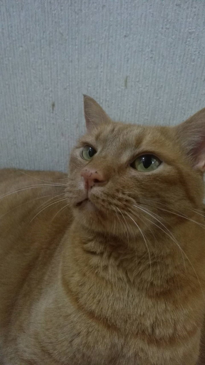 猫好きおいでー！^^*のオープンチャット