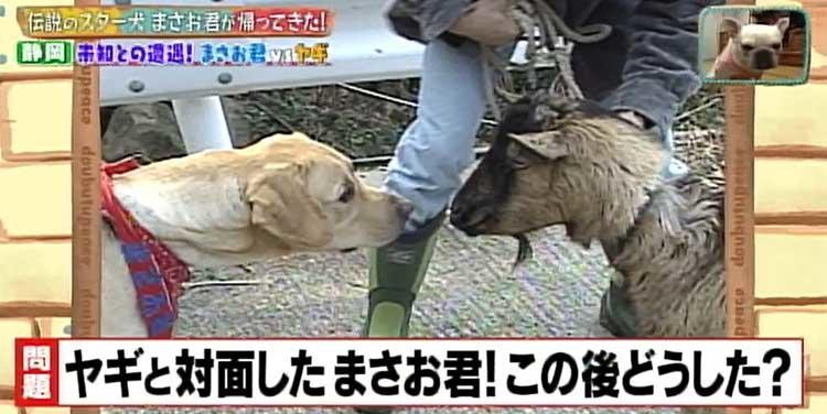 何問正解できる ポチたま の人気旅犬 まさお君の爆笑ハプニングクイズに挑戦 どうぶつピース