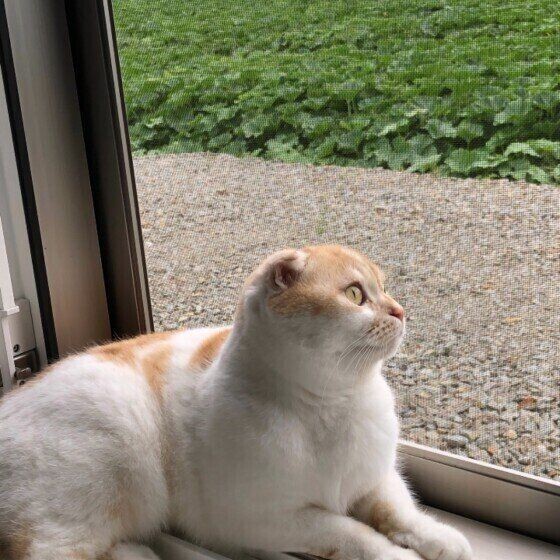 どんな気分 窓辺でくつろぐ猫が しっぽを振る 理由