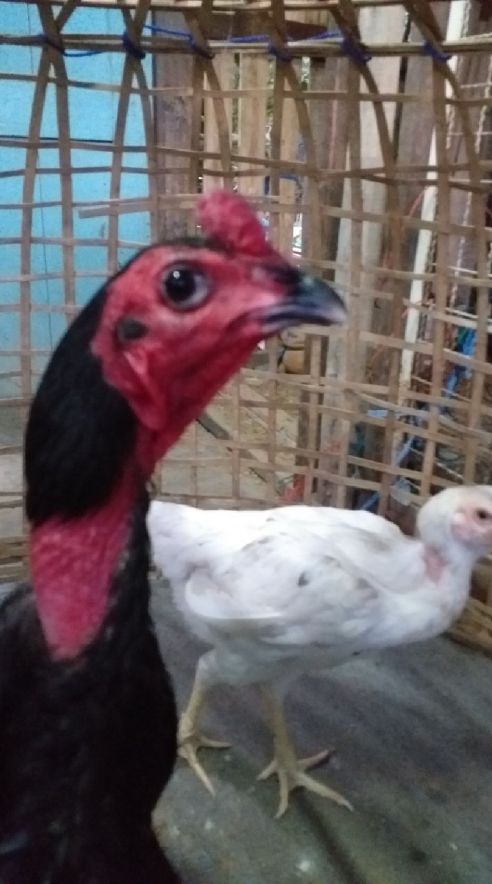 ไก่ชนพม่าง่อน108 บางปู