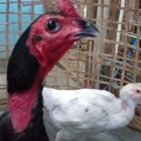 ไก่ชนพม่าง่อน108 บางปู