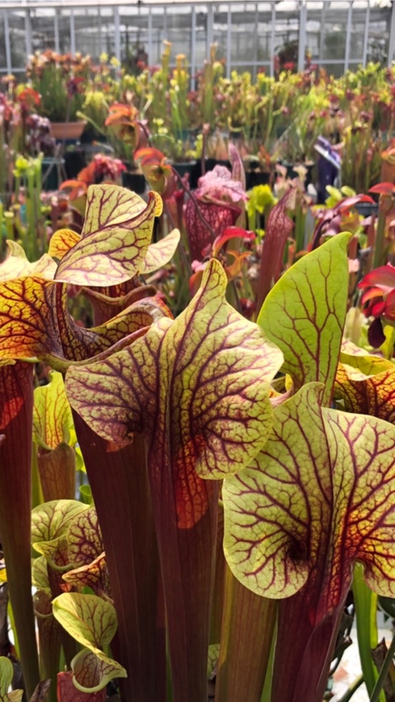 食虫植物友の会