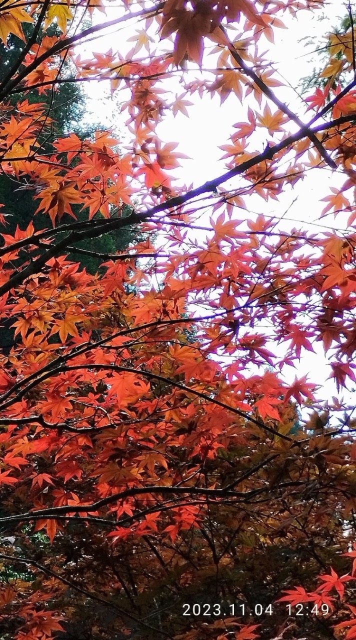 饞兒奔食