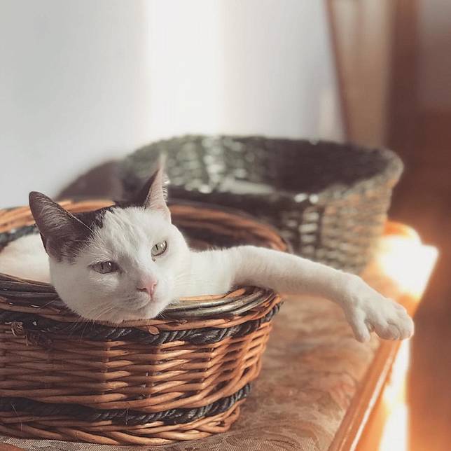 這是什麼奇行種？ 貓咪迷上「超古怪姿勢」！  NOWnews寵毛網 LINE TODAY