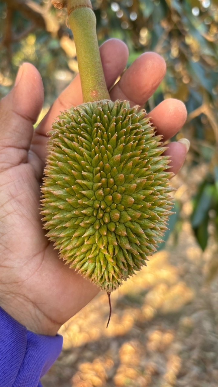 เรื่องทุเรียนกับเซียนปุ๋ย