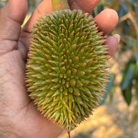 เรื่องทุเรียนกับเซียนปุ๋ย