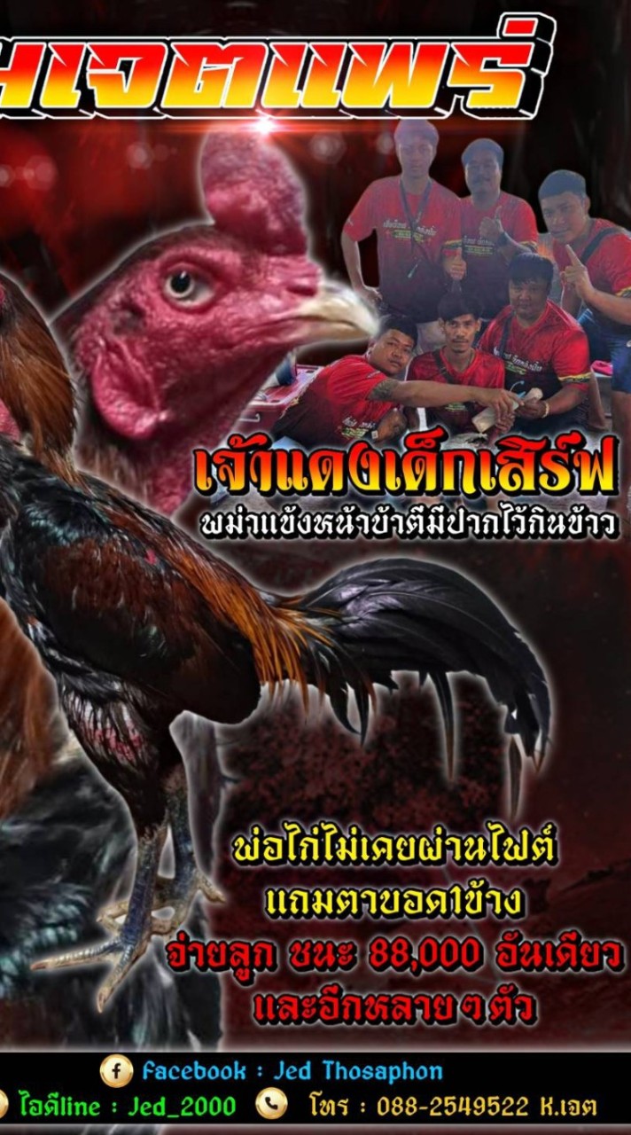 ซุ้มเจตแพร่(พม่ามีดบินพม่าแข้งหน้า)หน้าหงอนหน้าคางอึดอัดมีชิ่ง
